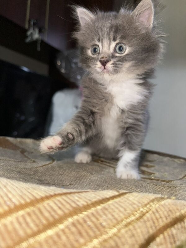 Шотландский котенок - Мары - img 5