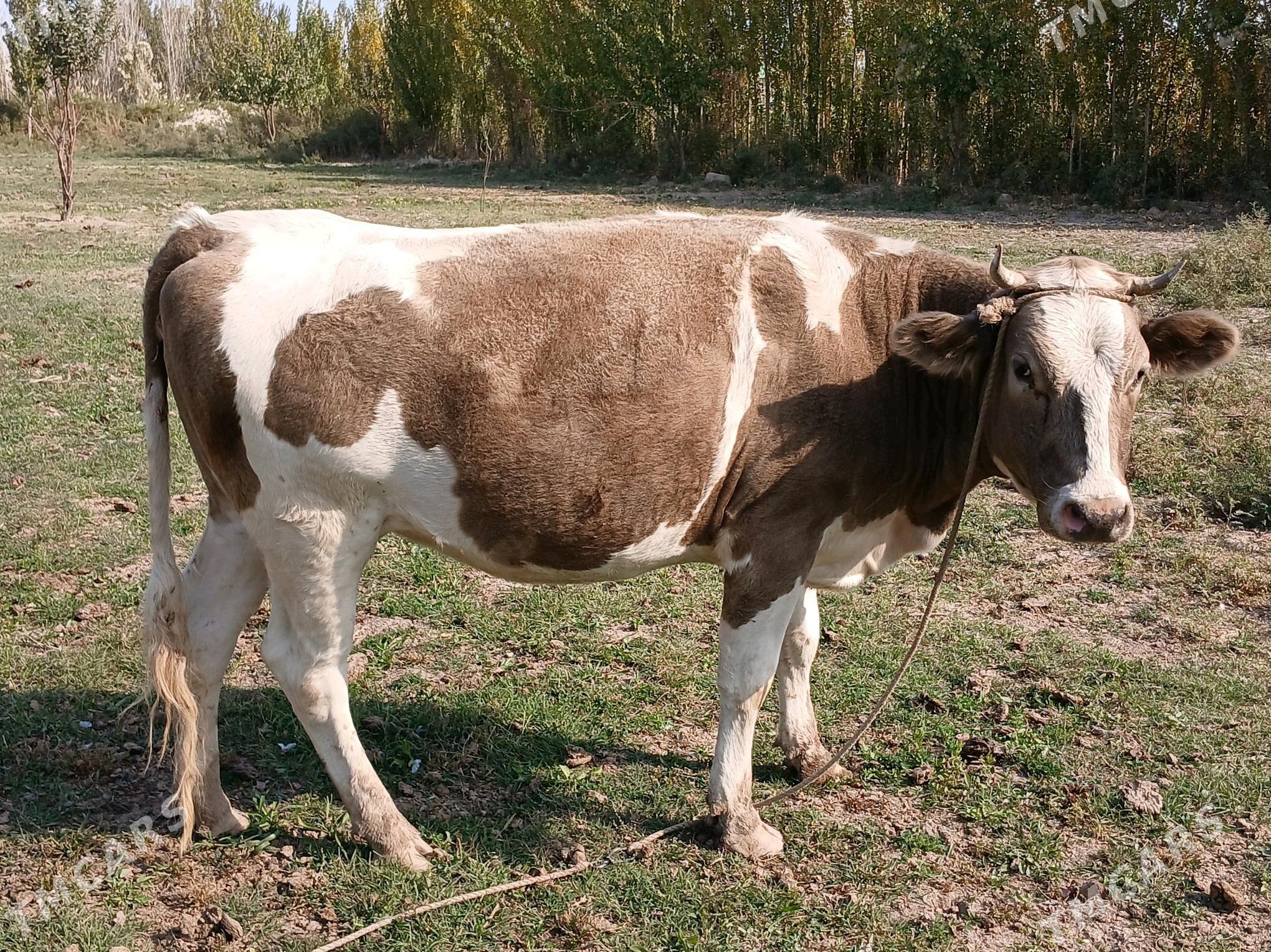 Smental gacar - Daşoguz - img 5