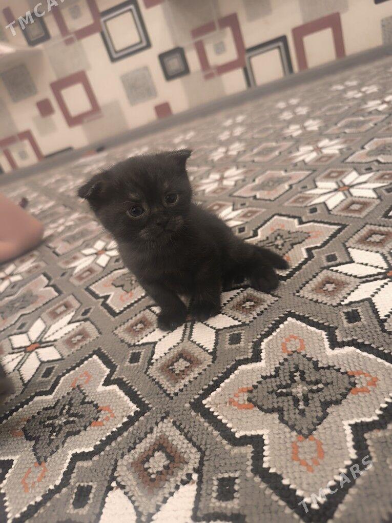 pisikler - Seýdi - img 2