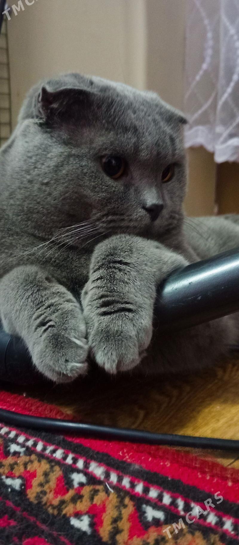 кот - Türkmenabat - img 3