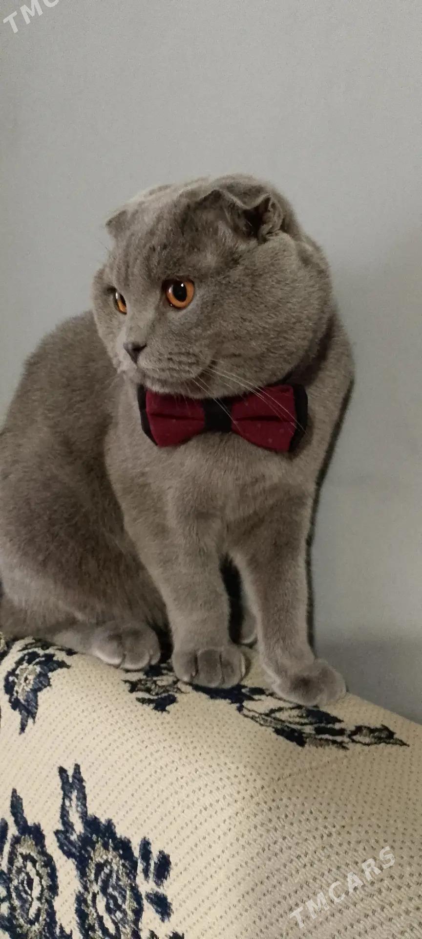 кот - Türkmenabat - img 2