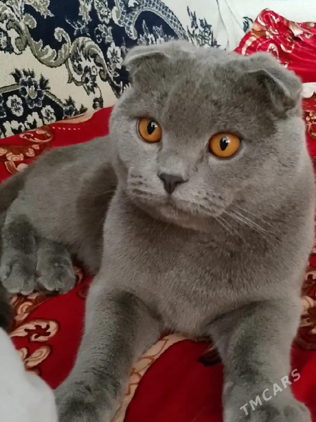кот - Türkmenabat - img 4