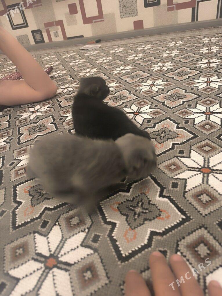 pisikler - Seýdi - img 3