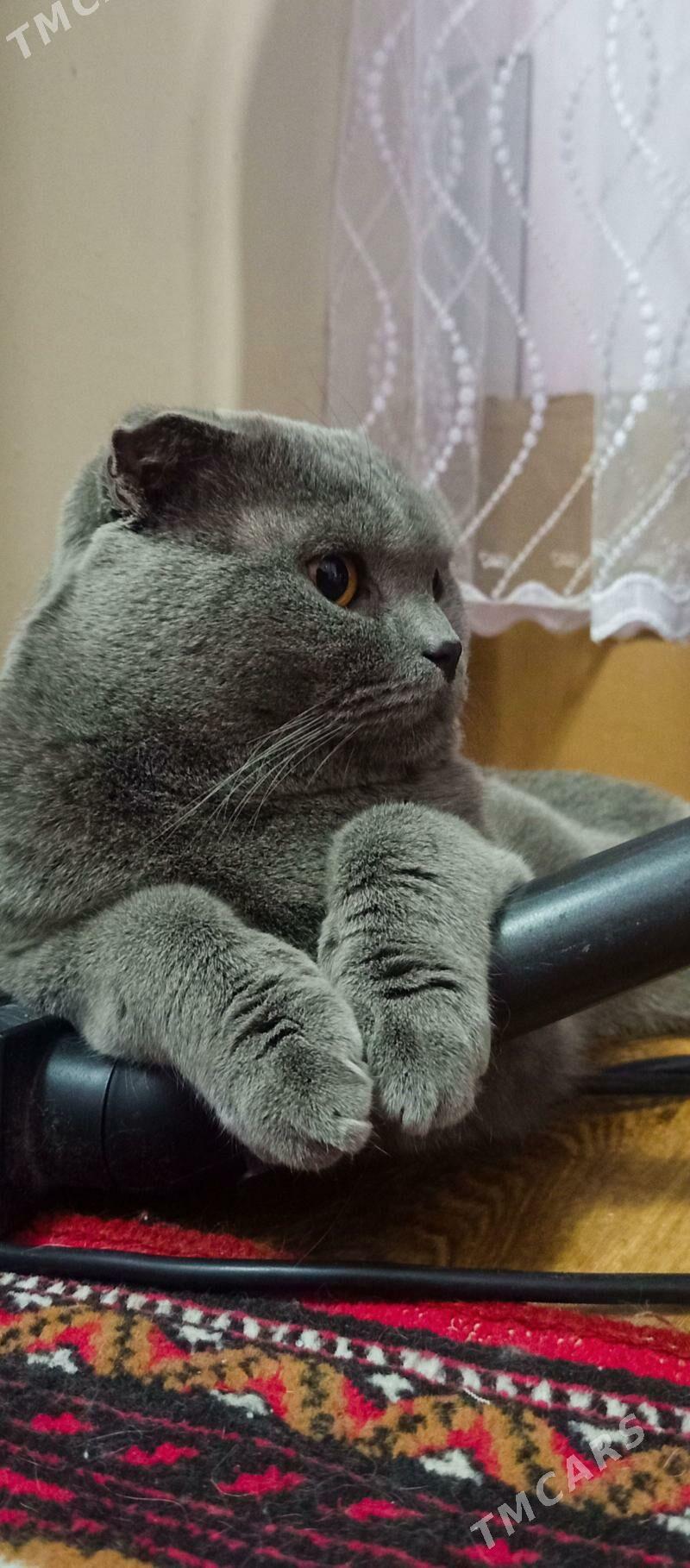 кот - Türkmenabat - img 5