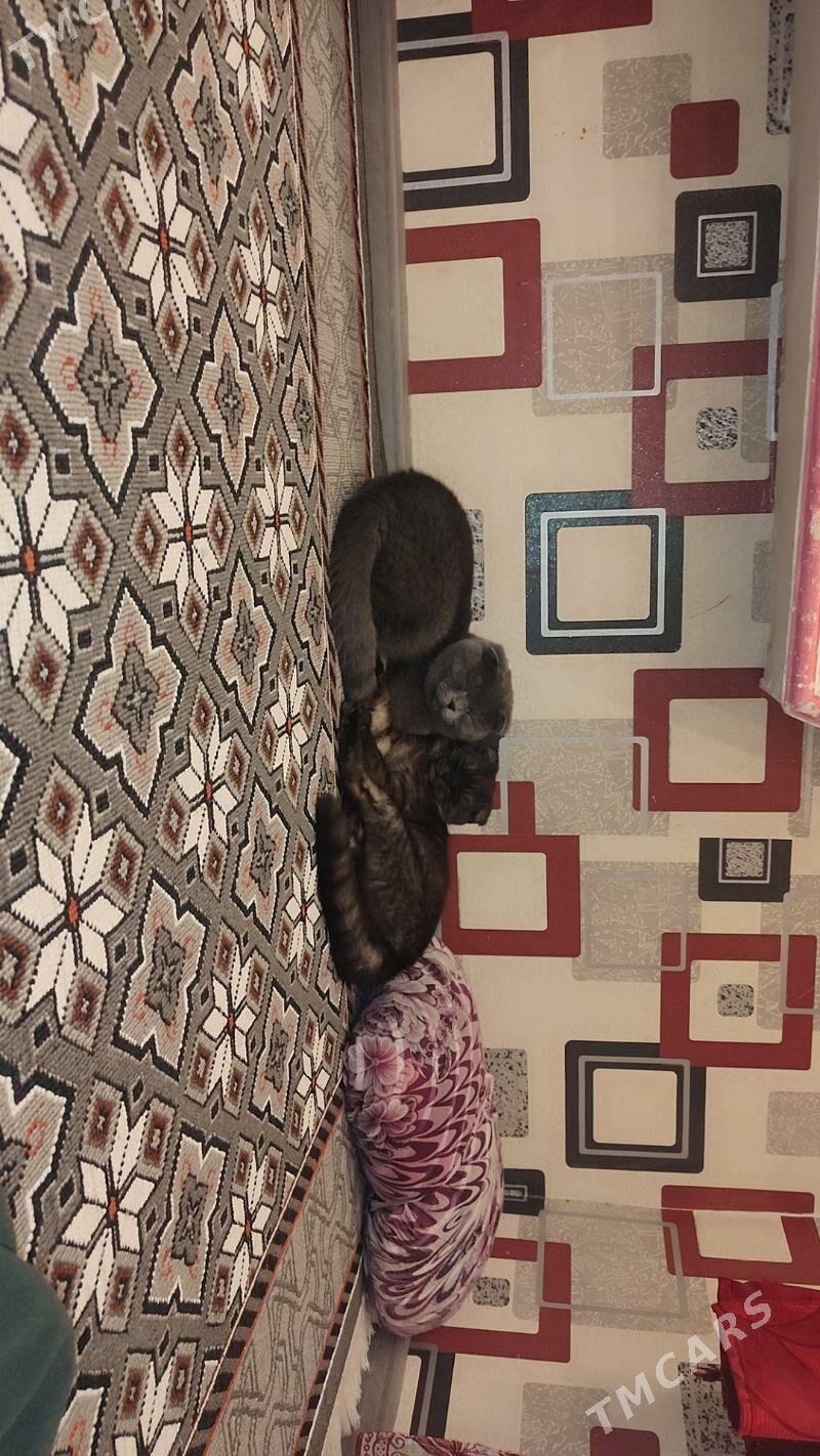 pisikler - Seýdi - img 4