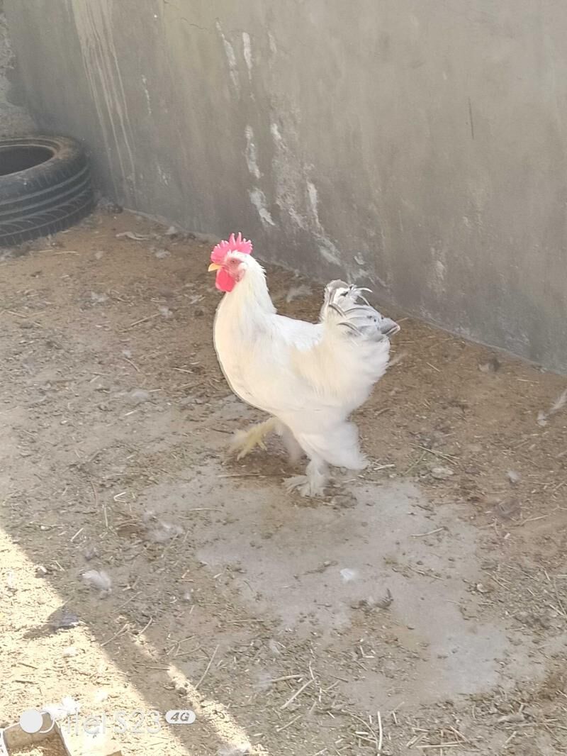 Brama horaz - Aşgabat - img 1