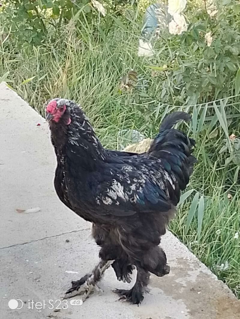 Brama horaz - Aşgabat - img 3