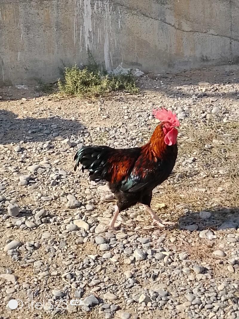 Brama horaz - Aşgabat - img 4