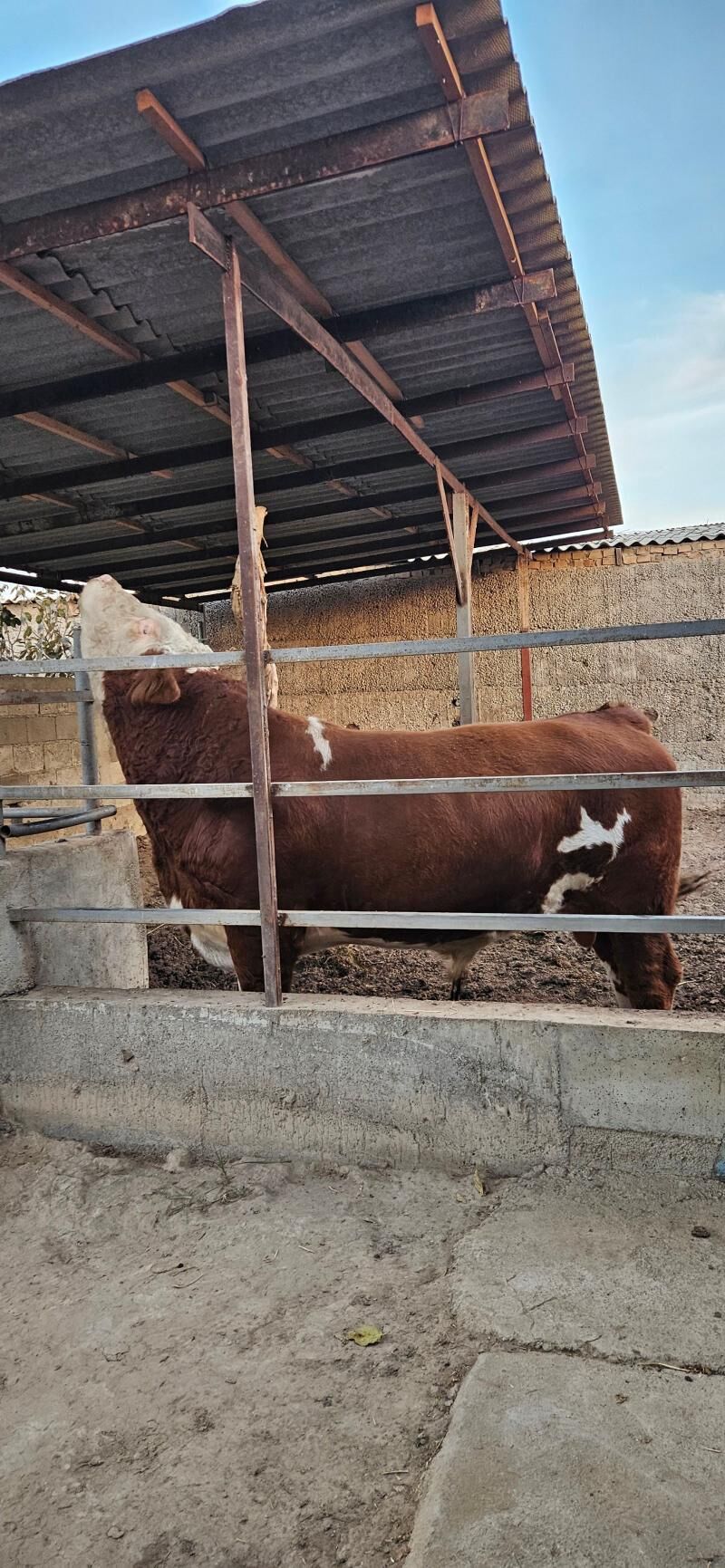 Smental öküz - Herrikgala - img 3