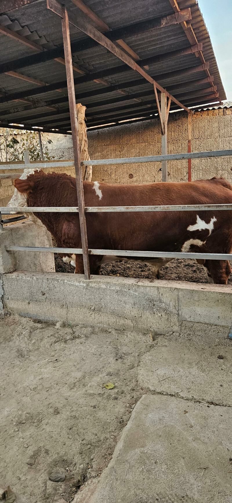 Smental öküz - Herrikgala - img 6