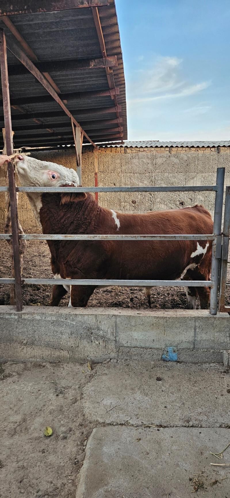 Smental öküz - Herrikgala - img 5