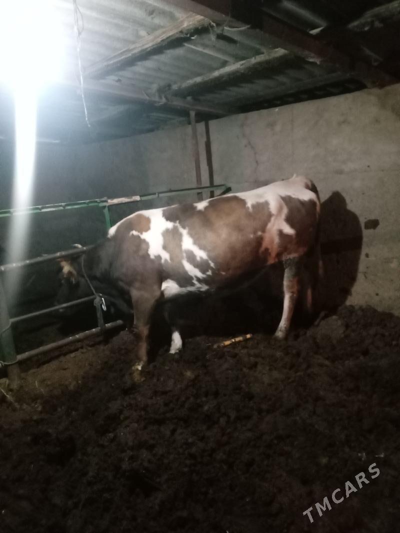 sygyr - Bagyr - img 2