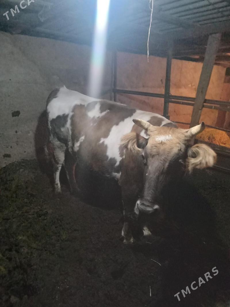 sygyr - Bagyr - img 4