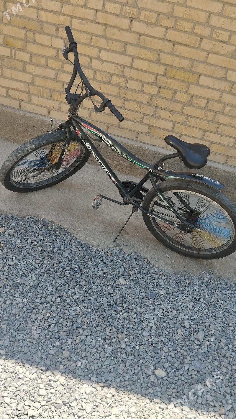 tigir duga 2 sani - Bäherden - img 2