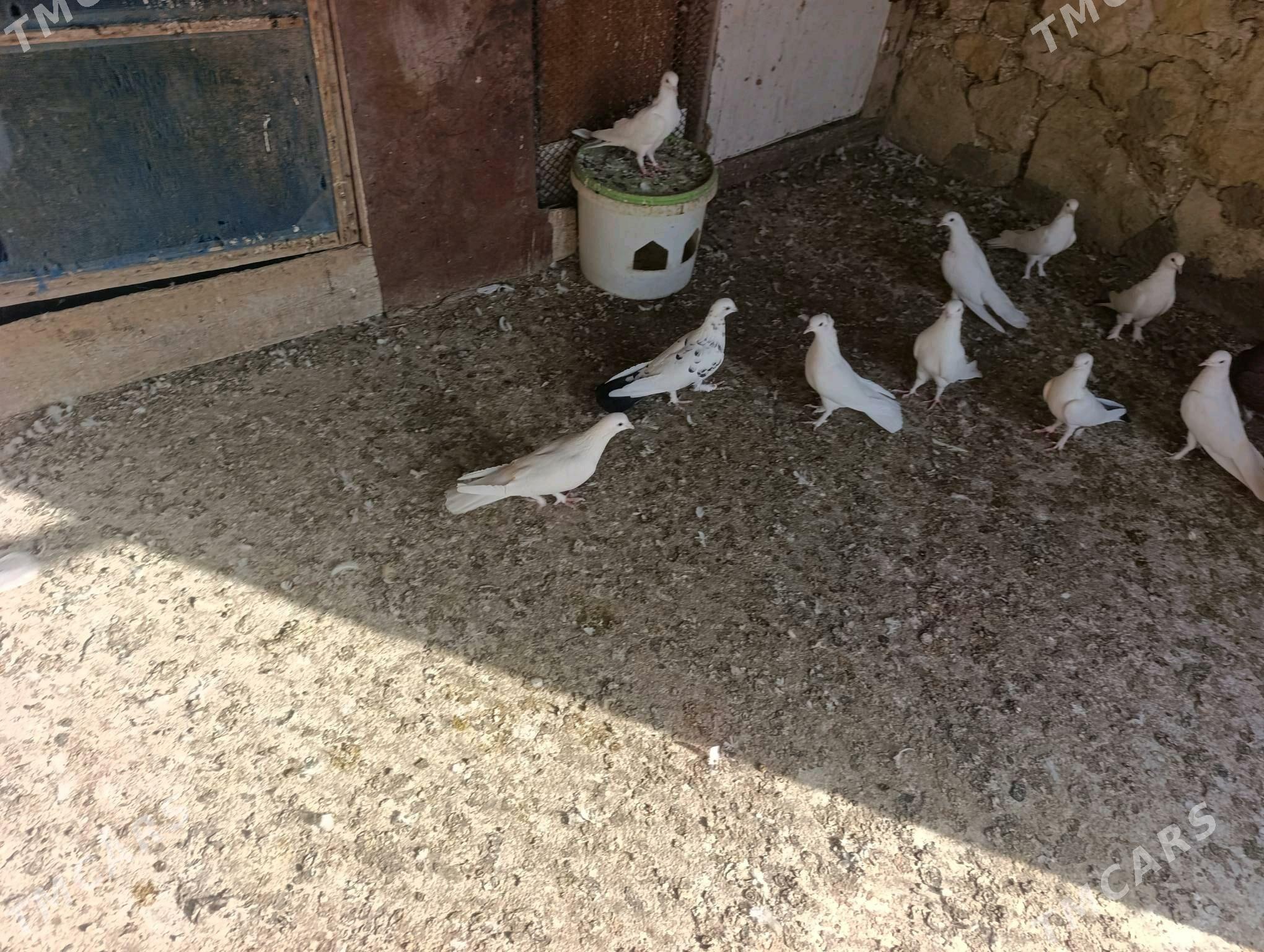 Kepderi - Gyzylarbat - img 2