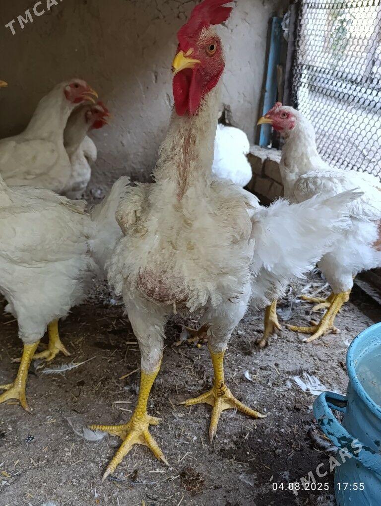 Broýler - Mary - img 4