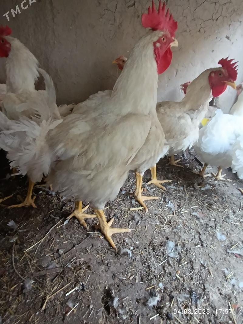 Broýler - Mary - img 2