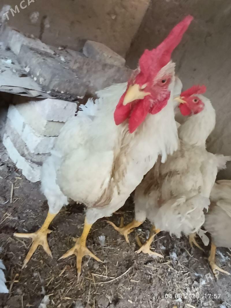 Broýler - Mary - img 3