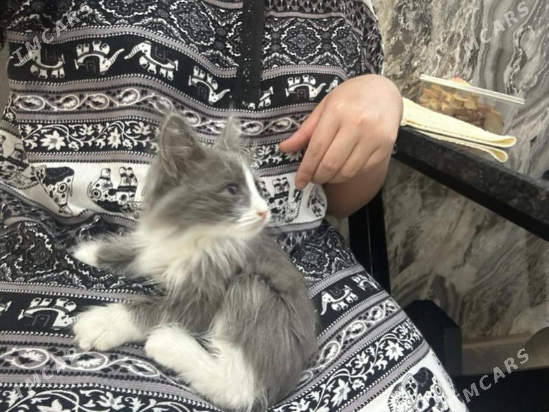 pisijekler - Ашхабад - img 3