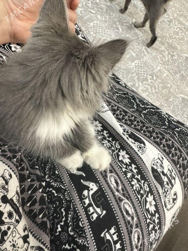 pisijekler - Ашхабад - img 2