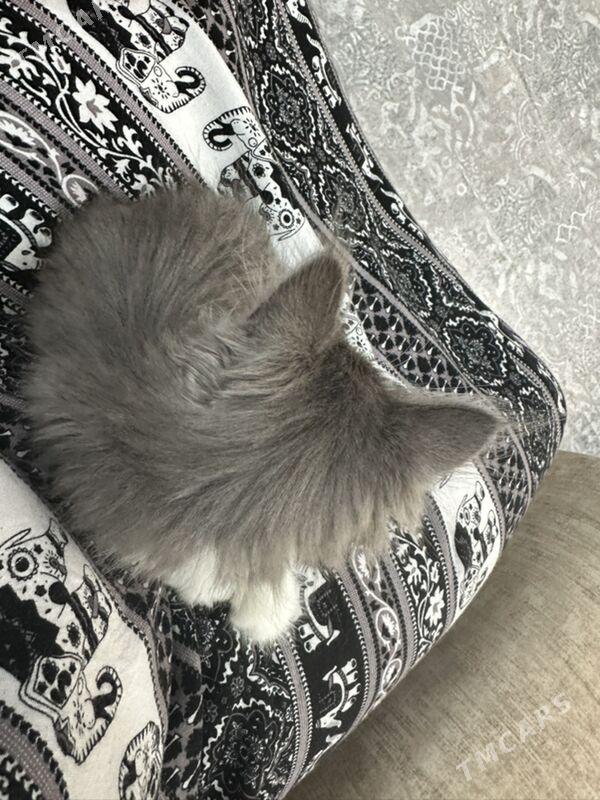 pisijekler - Ашхабад - img 1