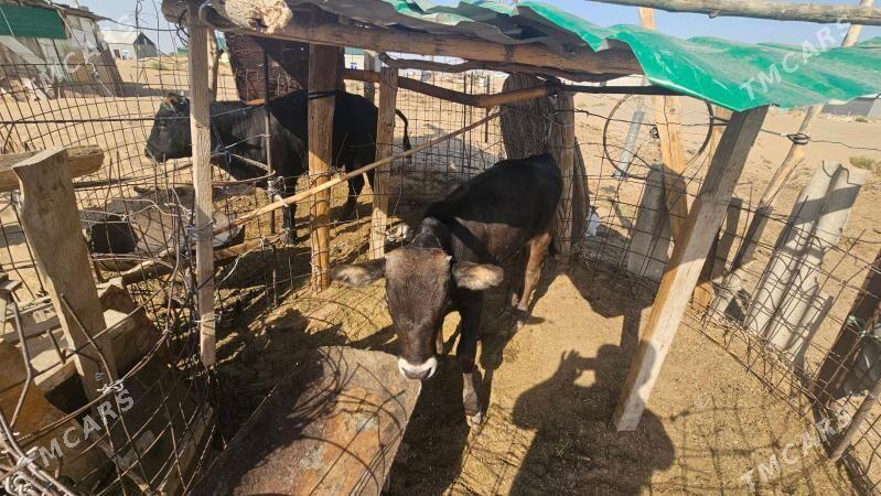 Sygyr golesi bilen - Ашхабад - img 2