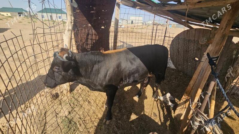 Sygyr golesi bilen - Ашхабад - img 4