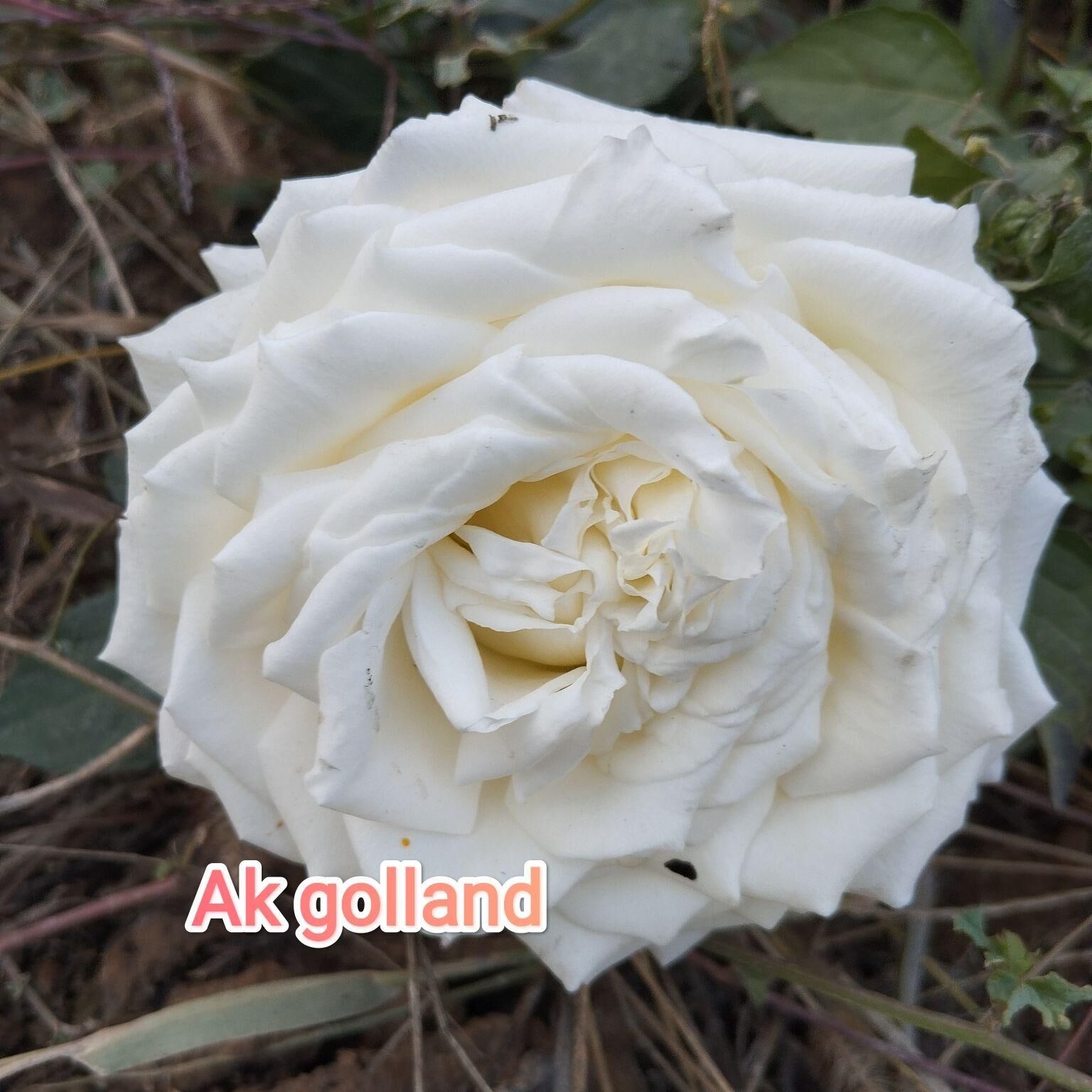 Roza gulleri - Кака - img 4