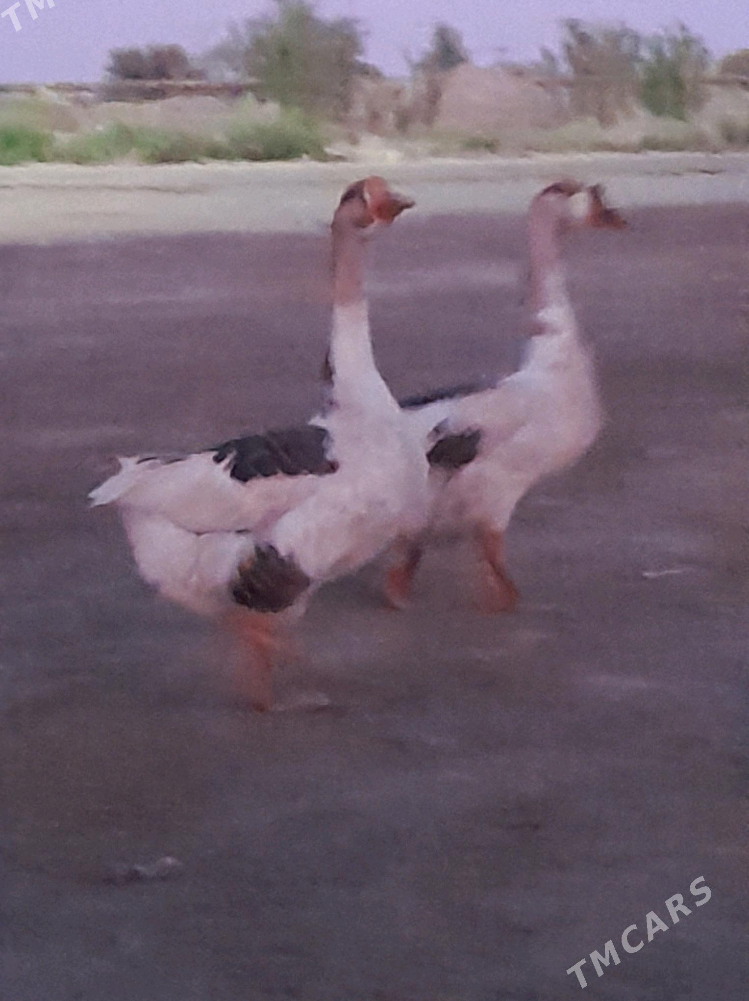 Gaz - Фарап - img 4