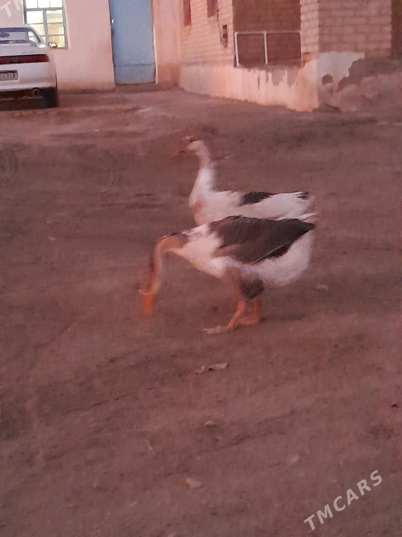 Gaz - Фарап - img 2