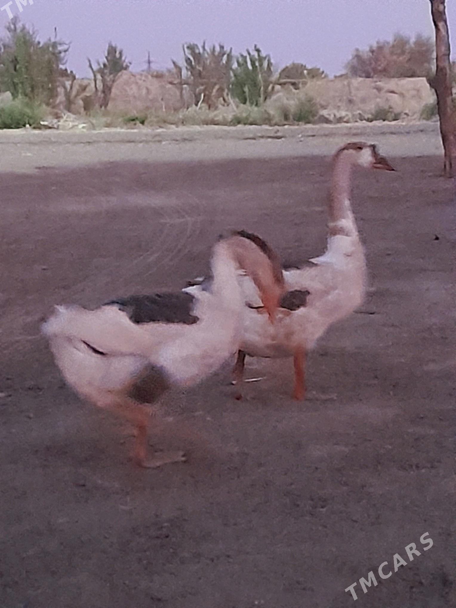 Gaz - Фарап - img 3