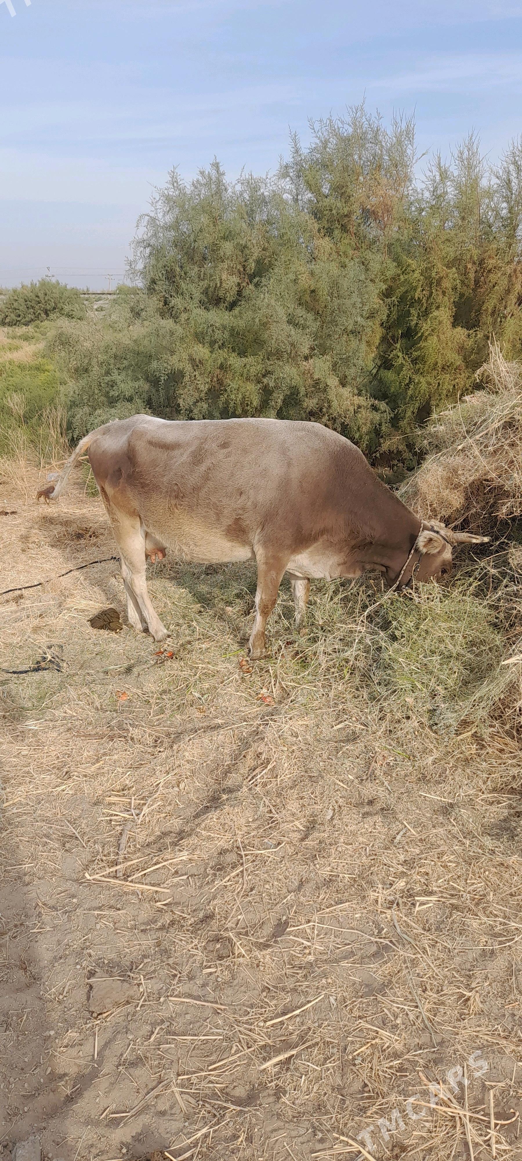 Sygyr bogaz - Анев - img 2