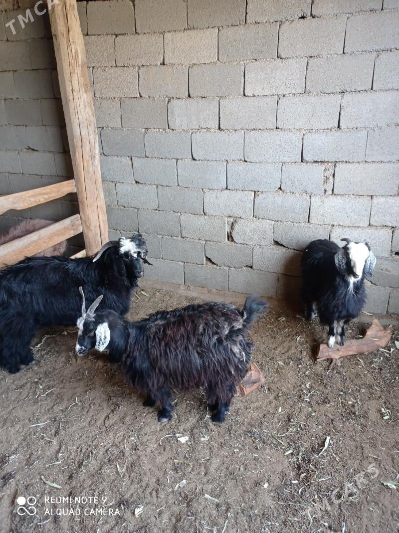 Teke - Herrikgala - img 4