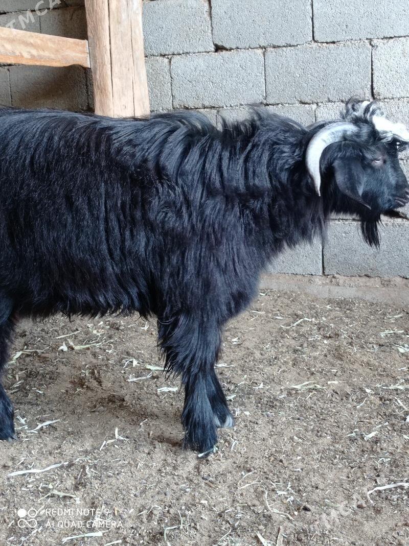 Teke - Herrikgala - img 3