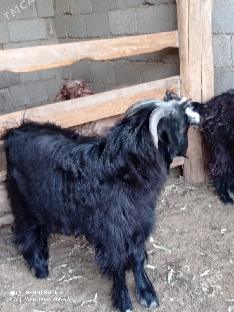 Teke - Herrikgala - img 2