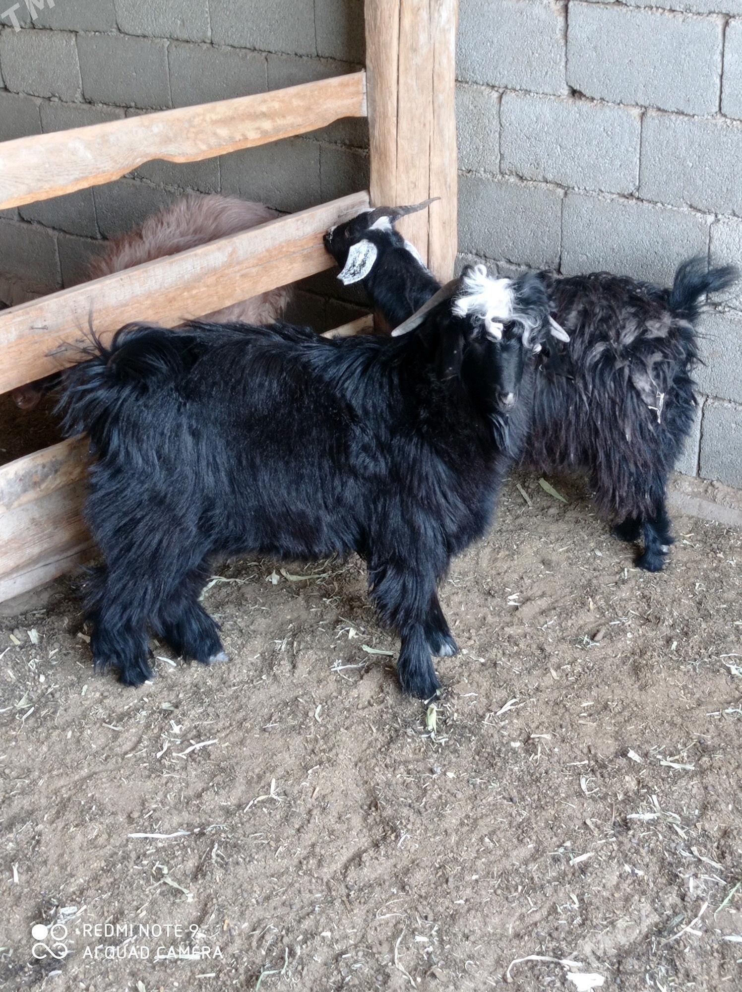 Teke - Herrikgala - img 5