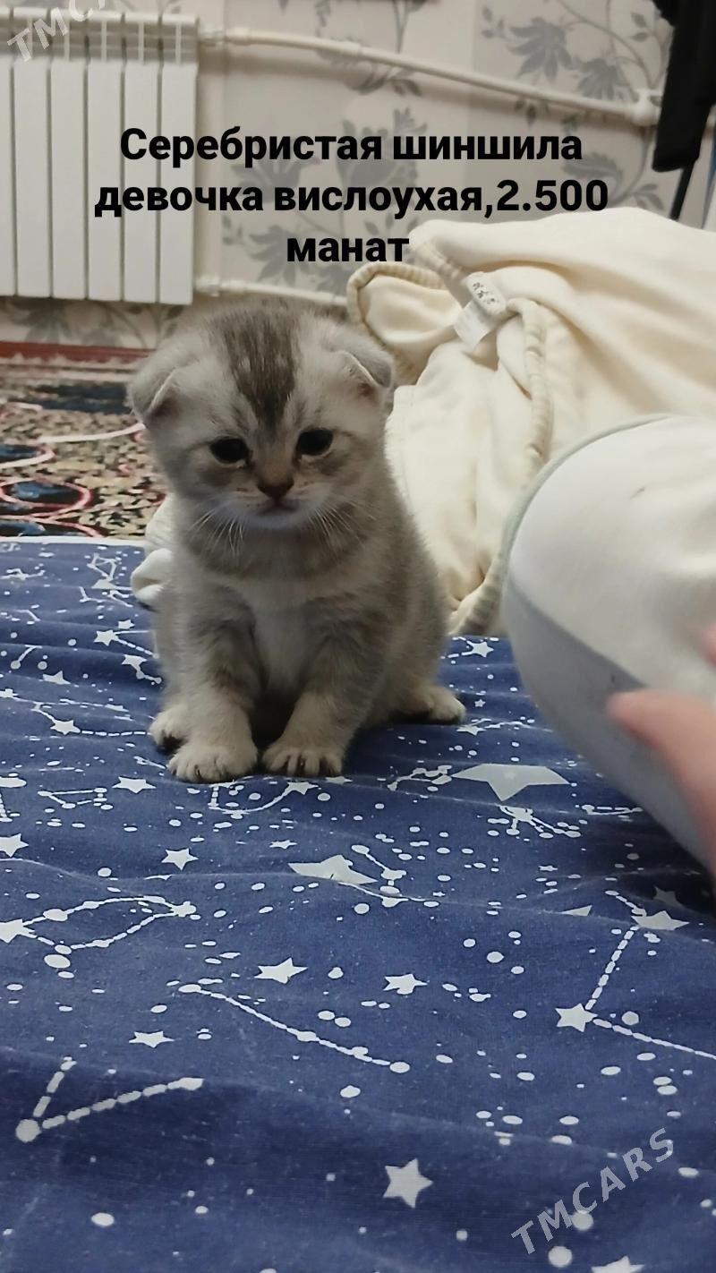 котята - 11 мкр - img 2