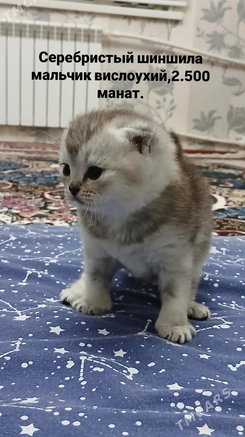 котята - 11 мкр - img 3