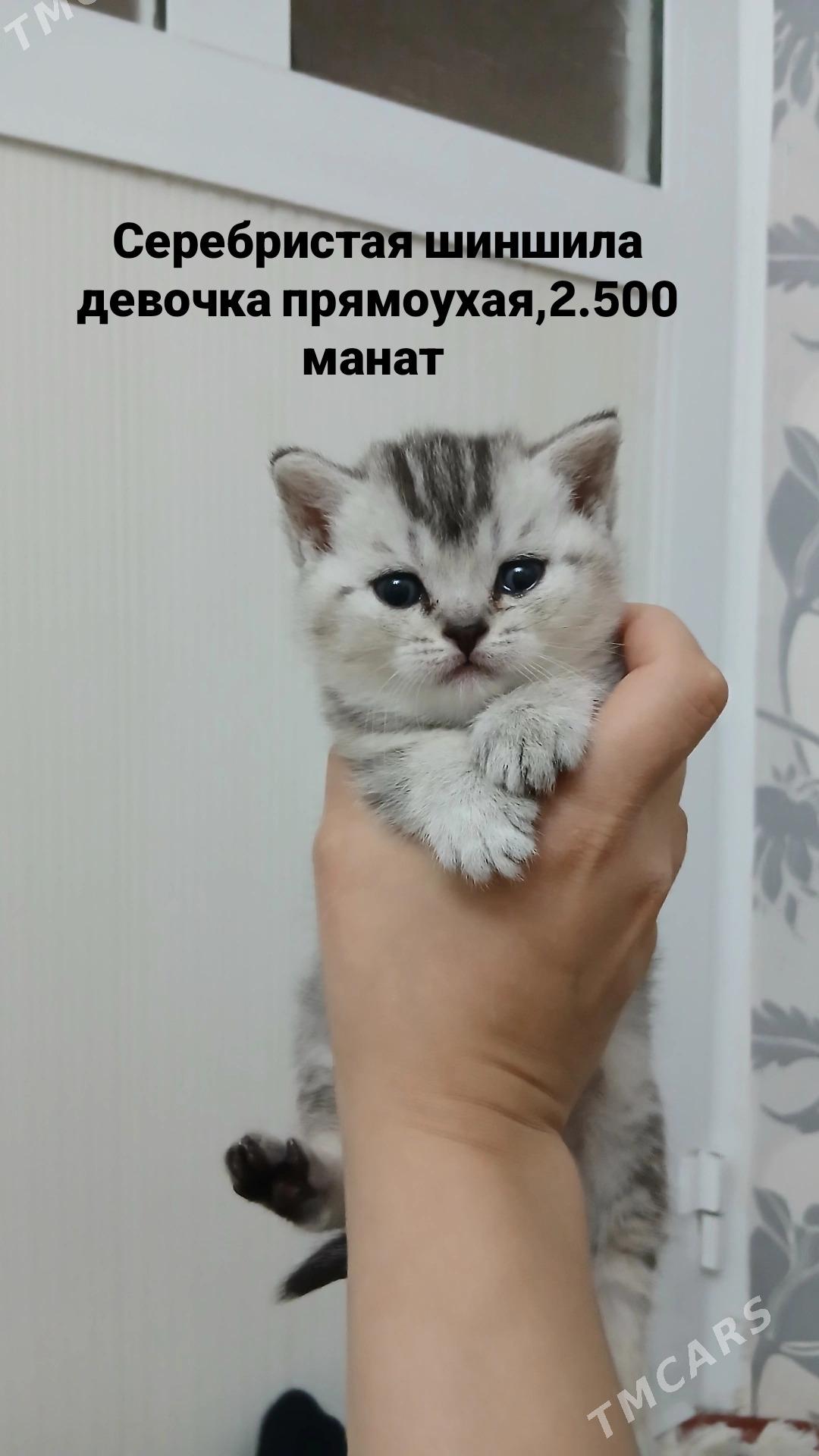 pishik - 11 мкр - img 3