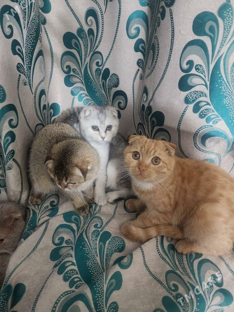 Шотландские котята - Ашхабад - img 8