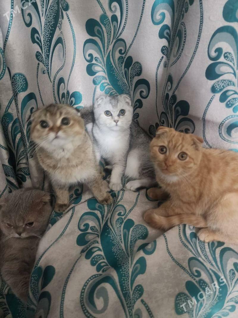 Шотландские котята - Ашхабад - img 6