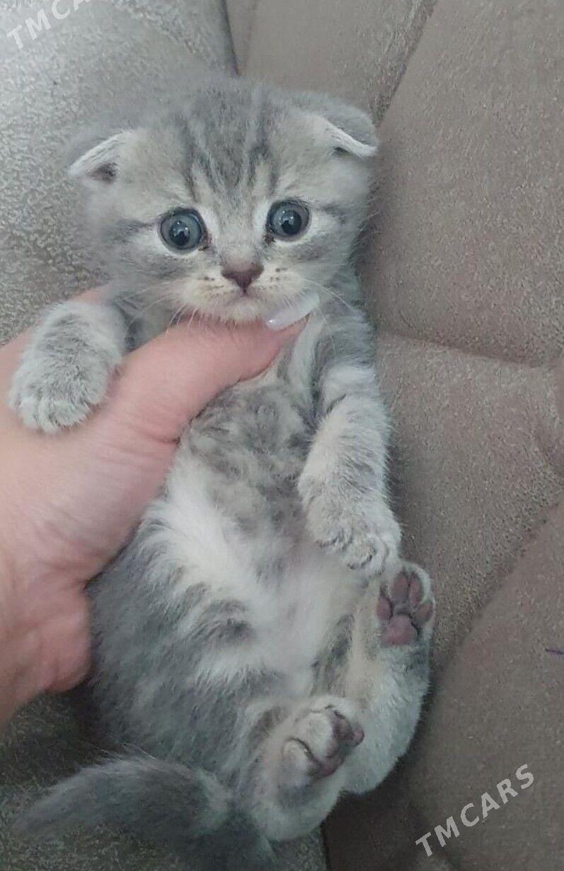 Шотландские котята - Ашхабад - img 9