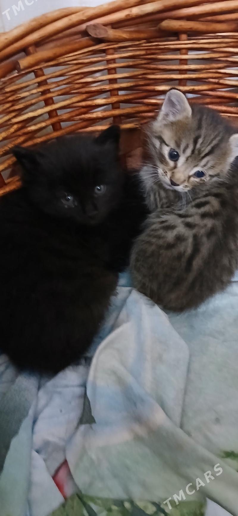 отдам котёнка в добрые руки - Кëши - img 1
