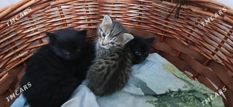 отдам котёнка в добрые руки - Кëши - img 4