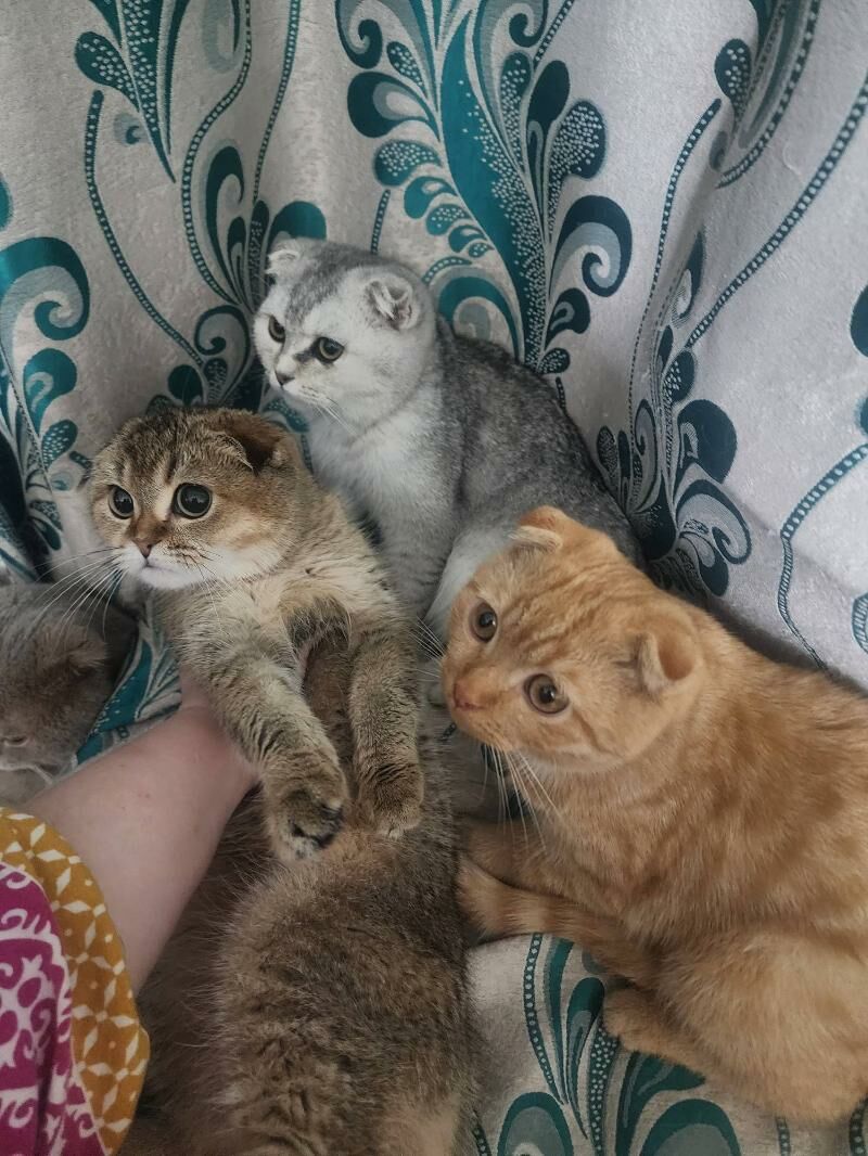 Шотландские котята - Ашхабад - img 1