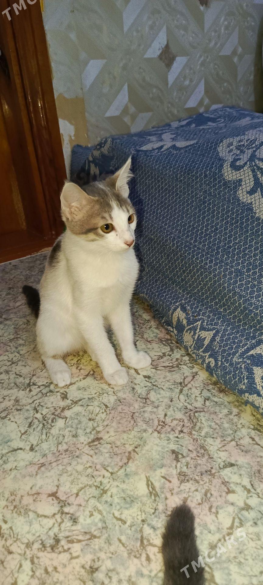 Котята - Mary - img 1