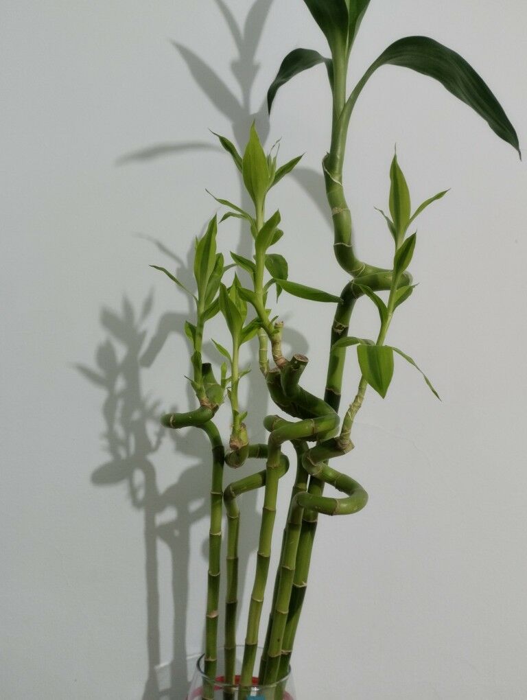 bambuk - Туркменбаши - img 1