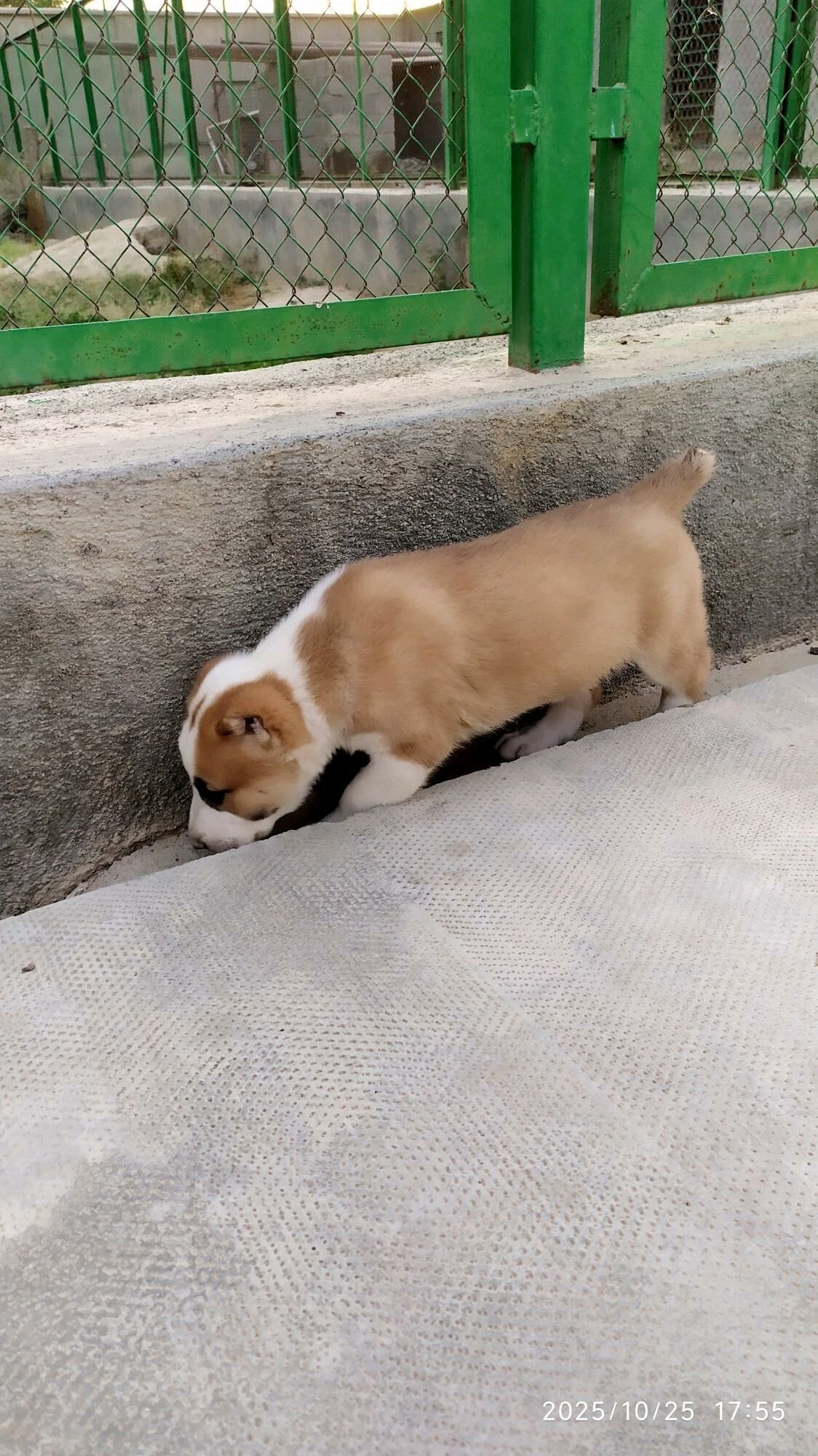 alabay güjük - Бузмеин - img 1