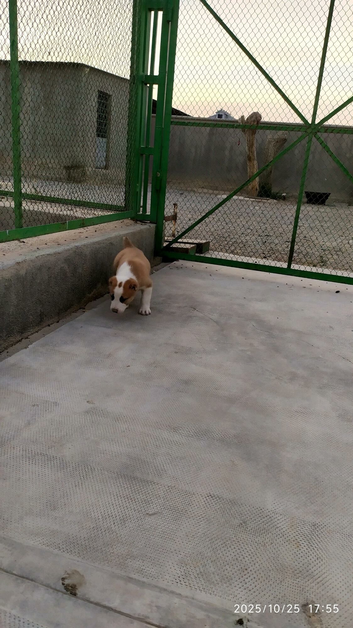 alabay güjük - Бузмеин - img 2