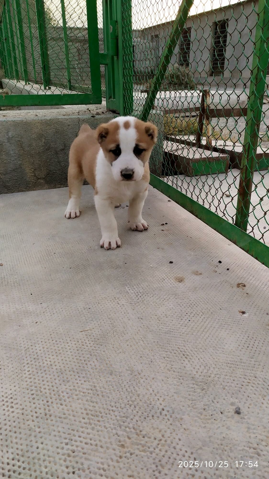 alabay güjük - Бузмеин - img 3